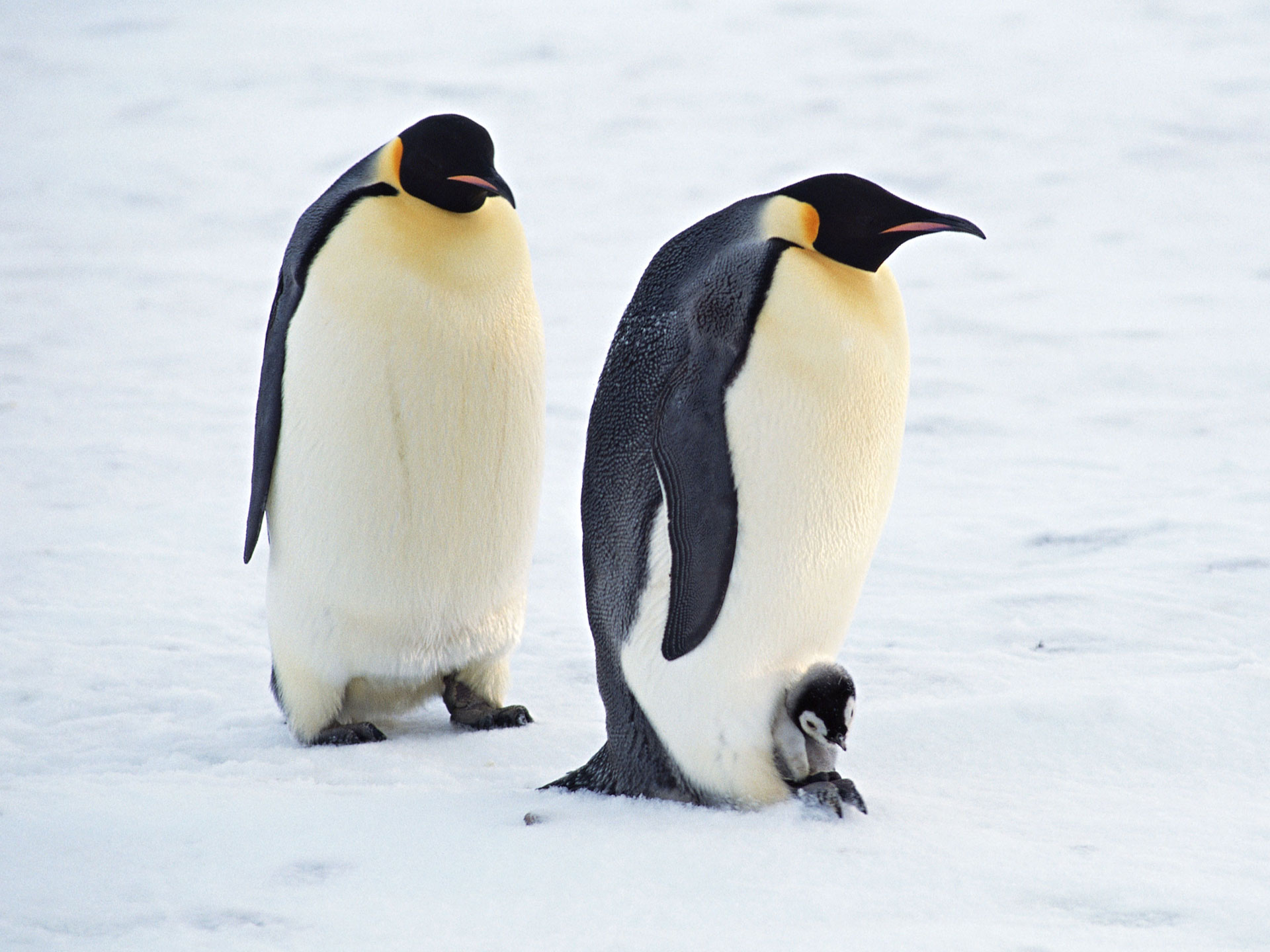 Arctic Penguins Pair6024512835